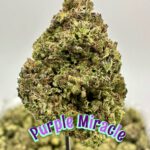 BOUTIQUES: Purple Miracle