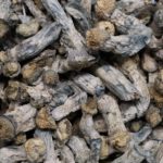 Pink Elephant - AA Shrooms