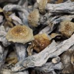 Shakita - AA Shrooms