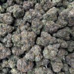 [EXOTIC] Gelato Mimosa