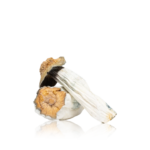 Mushrooms - Image 2