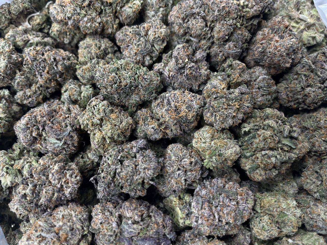 sun.jpg Sunset Zkittlez - Image 1